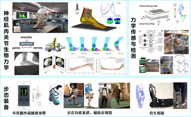 生物力學與康復工程中的新材料技術開發服務 重塑健康未來